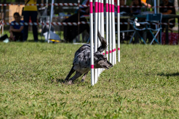 Dog agility in action. The dog is crossing the slalom sticks on  grass track.