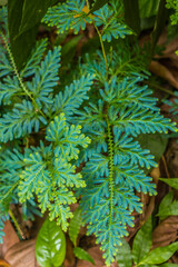 Ferns and moss in a tropical forest Southern Thailand, spike moss in forest scientific name Selaginella wallichii Hook. Grev. Spring