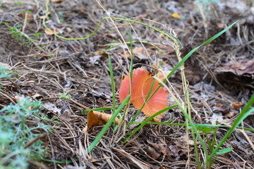 Autumn. A red leaf is lying on the ground