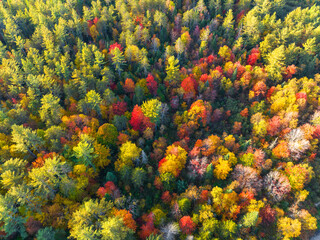 Fototapeta na wymiar aerial view of colorful autumn forest as nature background