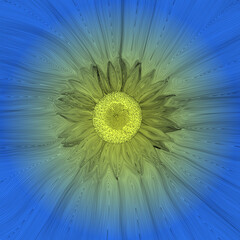 linear vector image of a sunflower flower - 537056442