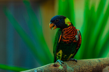 rainbow lorikeet on tree branch