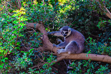 ring-tailed lemur on a tree