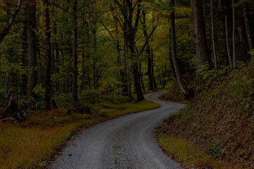 Autumn colors on the forest road
