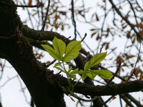 Derni&egrave;res feuilles vertes avant fanaison