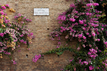 Bougainvillea growing up an old brick wall on the Piazza del Mercato, Siena, Tuscany, Italy