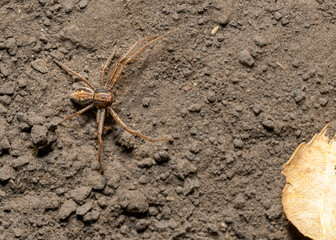 Brown spider hunts on the ground