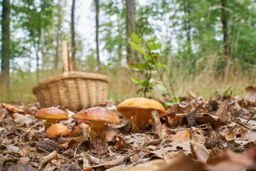 essbare Gold-Röhrlinge, Suillus grevillei und ein Korb zum sammeln im Herbst im Wald