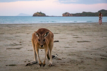 Beautiful girl in long dress meets kangaroo on Australian beach at sunset; cape hillsborough national park, famous kangaroo beach