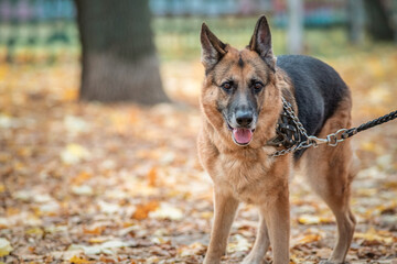 Naklejka na ściany i meble Beautiful purebred elderly shepherd dog for a walk in the autumn park.