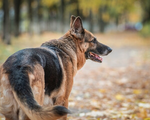 Beautiful purebred elderly shepherd dog for a walk in the autumn park.