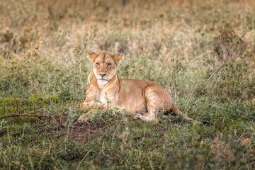 A female lion lying in the grasslands of the Serengeti, Tanzania