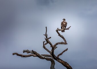 Eagle sitting on a dead tree in the Serengeti, Tanzania