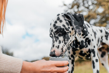Dalmatian dog drinks water from a portable plate