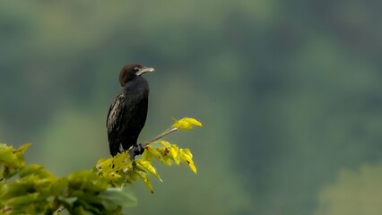 Fototapeta premium little cormorant (Microcarbo niger)
