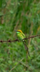 Asian green bee-eater (Merops orientalis)