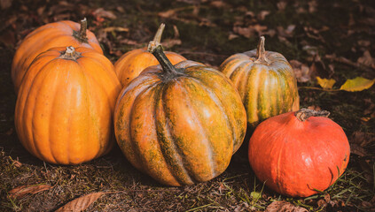 Close up orange pumpkins, concept of autumn season of vegetables, October harvest
