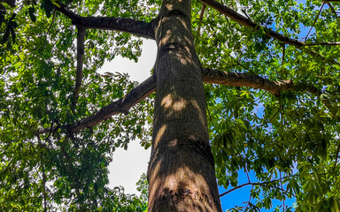 Huge beautiful Kapok tree Ceiba tree with spikes in Mexico.
