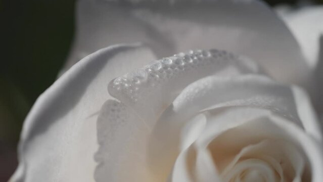 A close up view of water droplets on a white rose petals.
