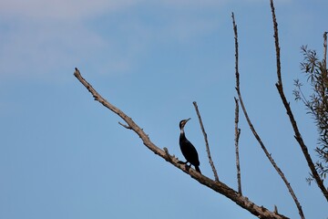 bird on a tree