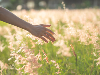 Women hand touching a grass flower on the field with a sunset light, flare light. Showing a mood of...