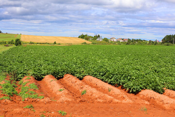 Potatoes plants growing in a field in rural Prince Edward Island.