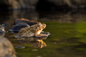 Crab eating frog or mangrove frog Fejervarya cancrivora on the river wildlife 