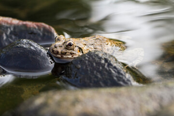 Crab eating frog or mangrove frog Fejervarya cancrivora on the river wildlife 