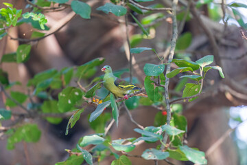 Thick-billed green pigeon (Treron curvirostra) in West Bengal, India