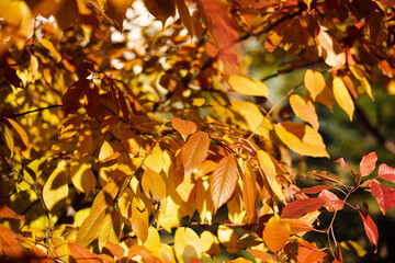 Fototapeta premium Closeup photography of golden autumn leafs in sunlight.
