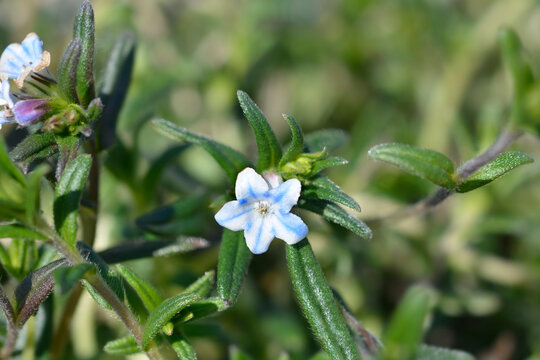 Gromwell Crystal Blue