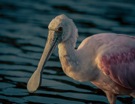 pink spoonbill on the rock
