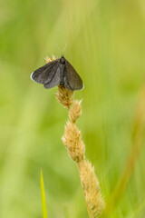 Chimney Sweeper  (Odezia atrata)