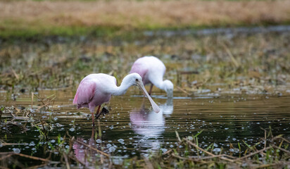 pink heron ardea cinerea