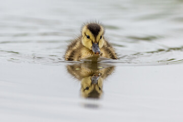 Baby Duckling