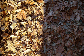 Carpet of dry leaves
