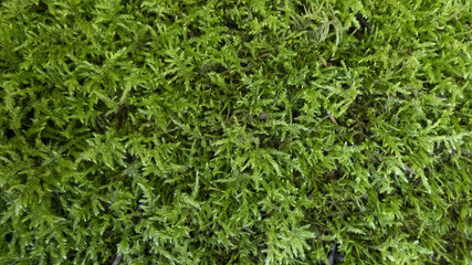 Closeup of Green moss Background