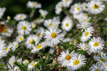 Symphyotrichum novi-belgii flowering plant, beautiful summer autumn rich petal flowers in bloom