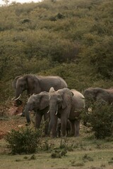 Vertical shot of elephants in nature