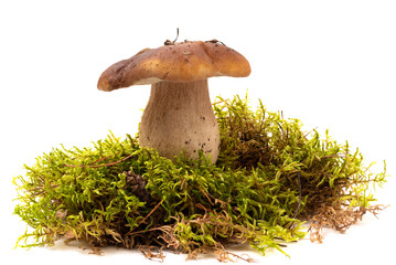 mushroom close-up on white background