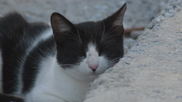 Little stray cat closing eyes and sleeping. Felis catus