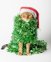 Christmas cat wearing a santa hat and wrapped in green ribbon, tinsel or garland.