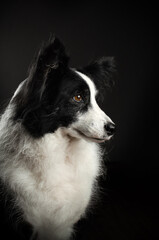 border collie dog lovely pet portrait on black background in studio