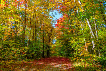 Obraz premium landscape of hiking trail in autumn forest with fallen leaves