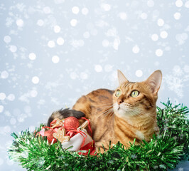 Ginger cat in Santa hat and Christmas decorations isolated on background.