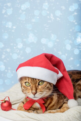 Ginger cat in Santa hat and Christmas decorations isolated on background.