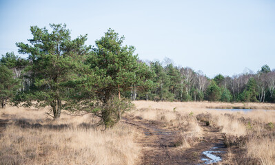 Naklejka premium Gildehausener Venn bei Gronau