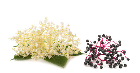  Elderberry Branch with berries and flowers