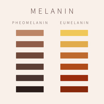 Melanin color palette scheme. Eumelanin and pheomelanin pigment grades of skin, hair and eyes. Skin complexion diversity. Fitzpatrick skin type classification scale. Vector illustration