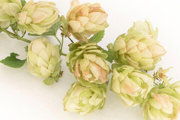 Fototapeta premium Close up of green hop cones and seeds for making beer